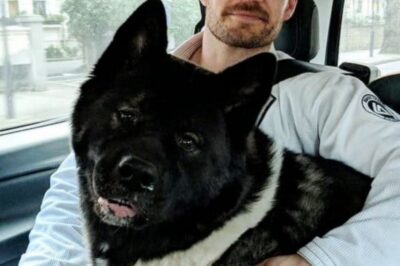 The Truth About Henry Cavill’s Dog Kal: Age, Breed, and His Secret to Staying Young!-S