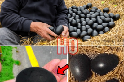 Farmer Finds Black Eggs, But When They Hatch He Starts Crying… | HO