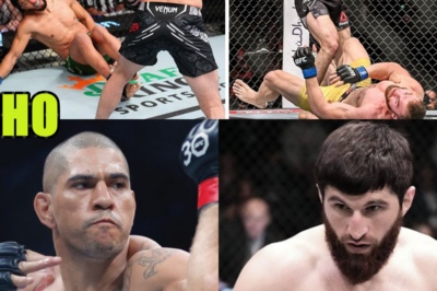 Magomed Ankalaev Knockouts Ranked By Brutality