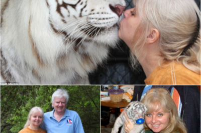 Easy, tigers! Woman keeps two big cats in her garden and treats them like normal pets by stroking, nuzzling and even KISSING them – S