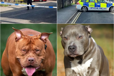 Warning issued after ‘aggressive’ XL Bully on the loose: City on high alert as dangerous animal prowls the streets with cops unable to track it – S