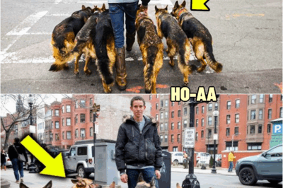 Man Walks His Dogs Every Morning – Until People Discover He’s Hiding an Unbelievable Secret! | HO