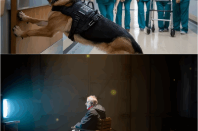 K9 Dog Uncovers Secret Room in Nursing Home—What They Found Was Buried for Over a Decade – S