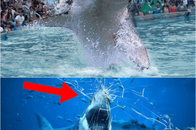 Why NO Aquarium In The World Has a Great White Shark! – s