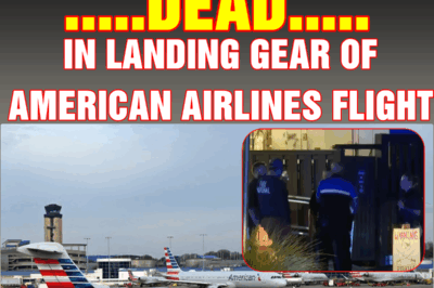 Stowaway found dead in landing gear of American Airlines flight