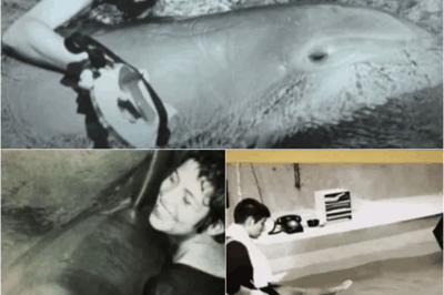 The disturbing love affair between a dolphin and a young woman – their s3xual relationship ended in devastating consequences! – S
