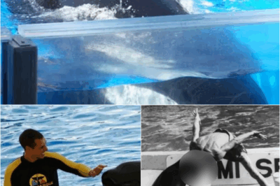 THE REVENGE OF THE KILLER WHALE THAT KILLED 3: Chilling Photo Reveals Captive Orca’s Hatred Toward Trainers – S