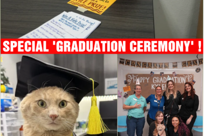 Shelter holds special ‘graduation ceremony’ for adorable orange stray cat who survived coyote attack