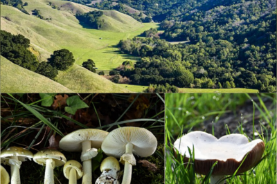 Man dies after eating world’s ‘deadliest mushroom’ in California as health officials warn of ‘unprecedented outbreak’
